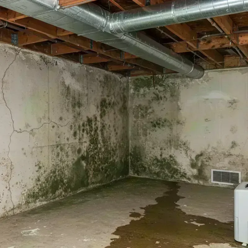 Professional Mold Removal in Pulaski County, MO